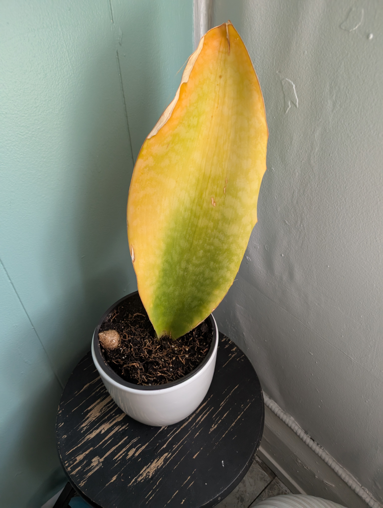 Plant