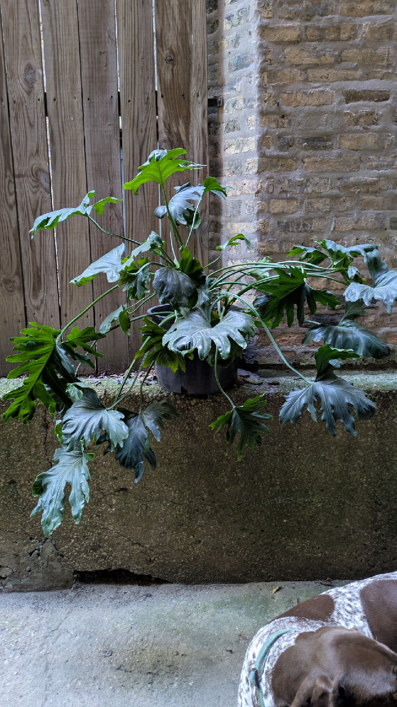 Potted Philodendron Selloum Plant