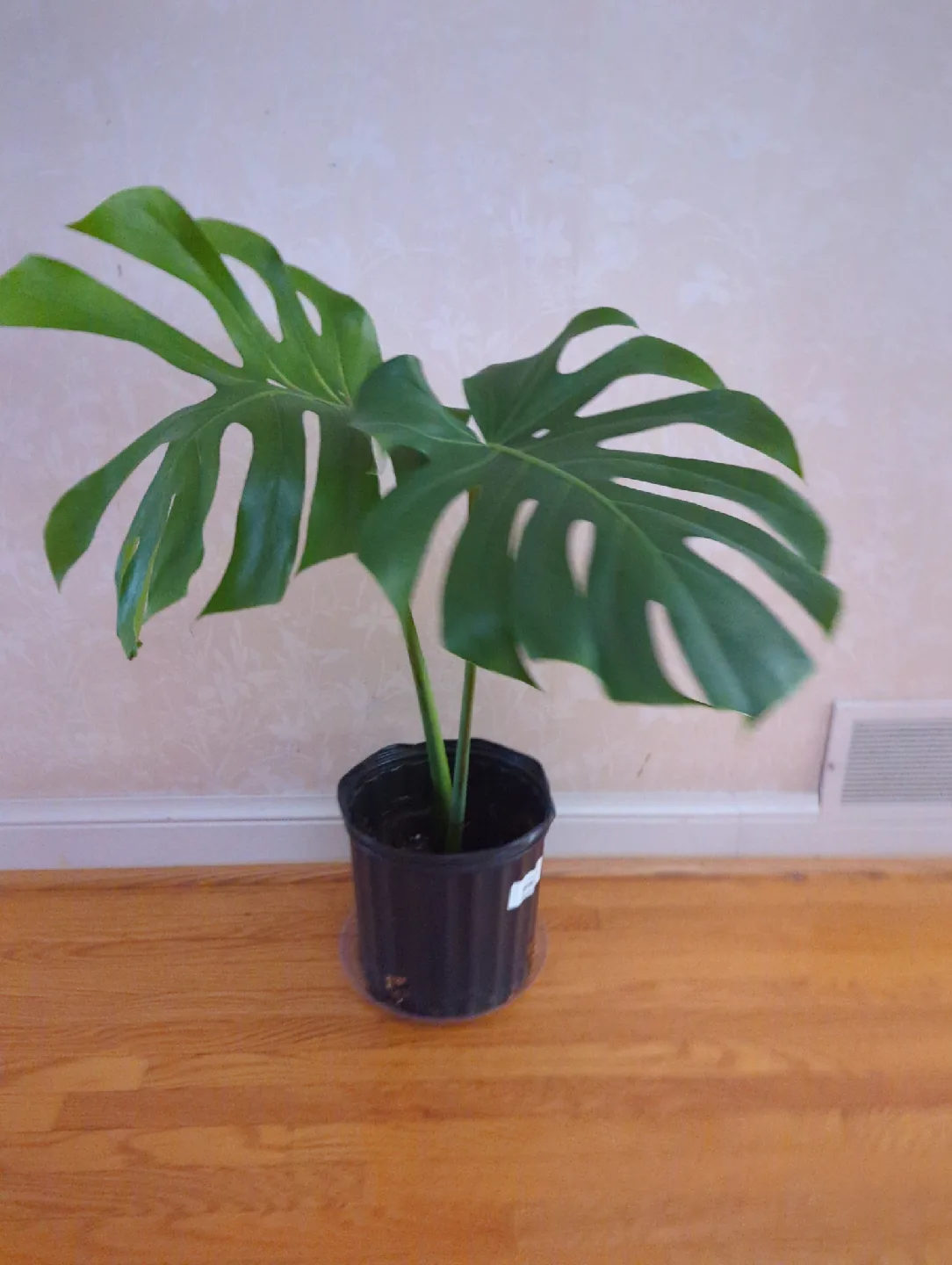Monstera Plant thumbnail