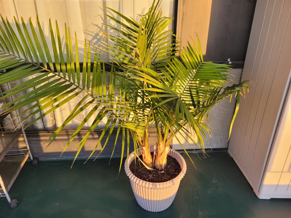 🌴 Large Palm Plant in Pot thumbnail