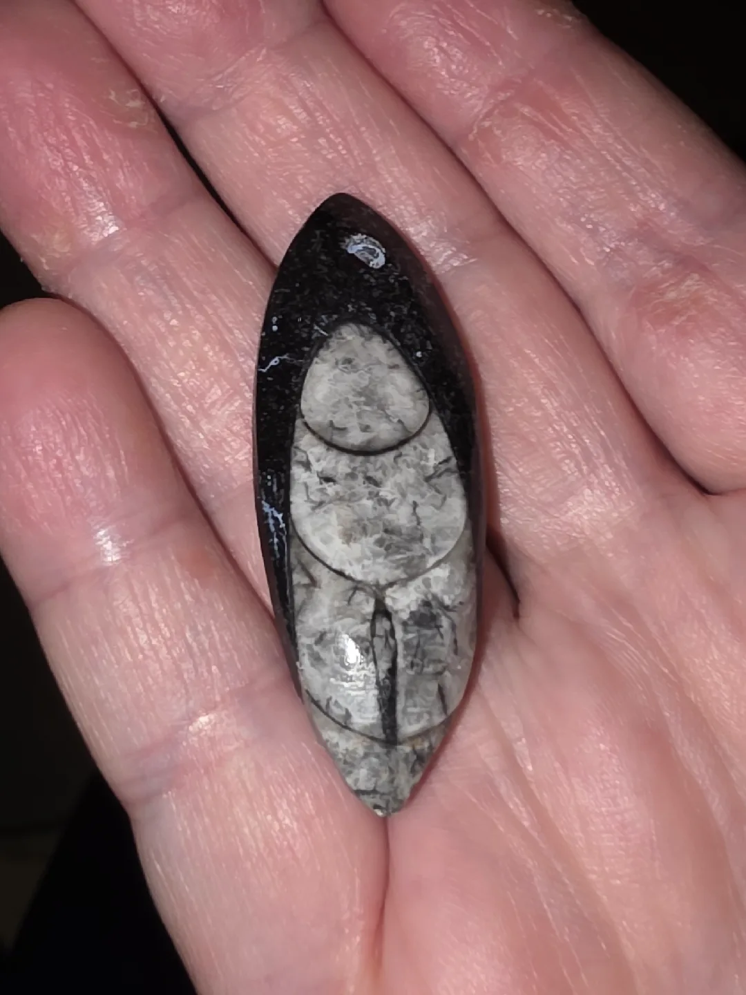 Fossilized Orthoceras pendant thumbnail