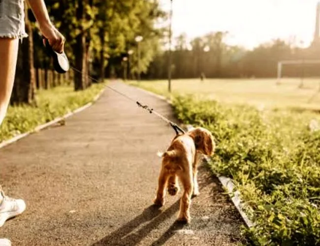 🐾 Compassionate Pet Care📍SE Calgary 🐾 image indicator(3)