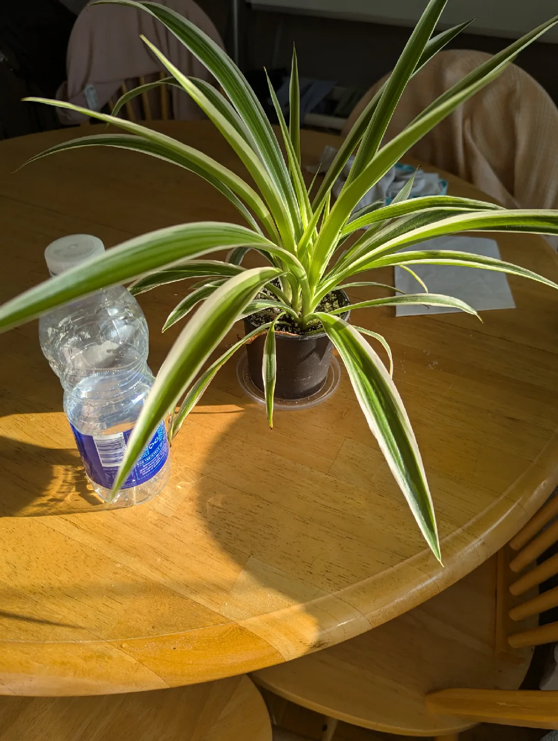 Spider Plant thumbnail
