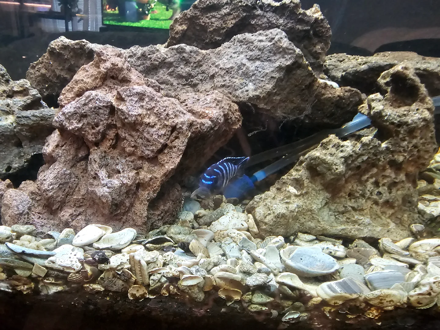 aquarium with accessories image indicator(2)