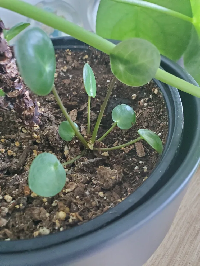 Pilea peperomioides Plant - fresh cutting thumbnail
