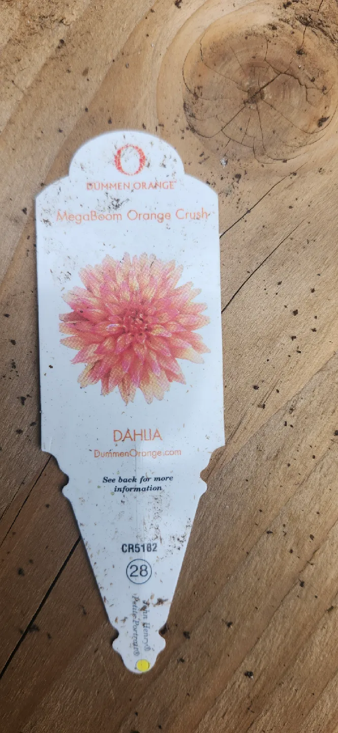 MegaBoom Orange Crush Dahlia image indicator(3)