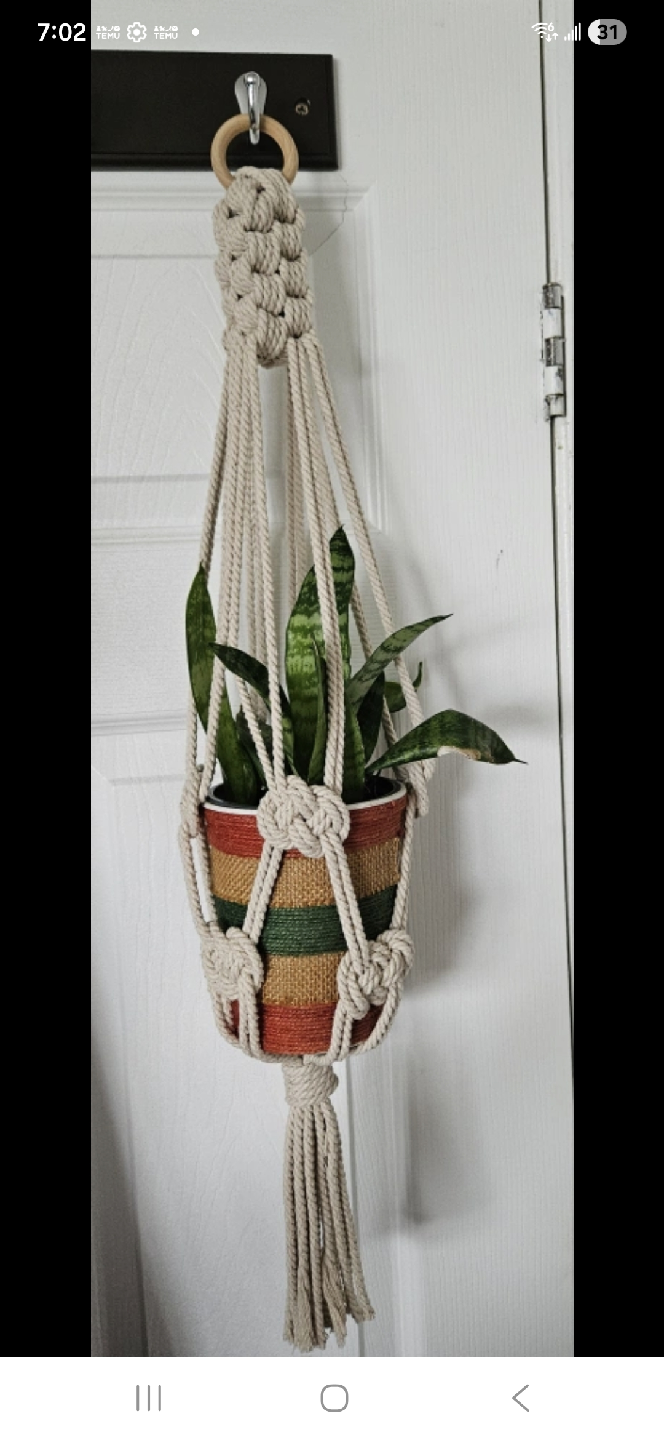 Snake Plant - photo 5
