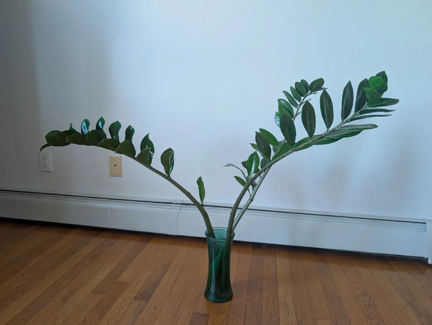 39" tall ZZ Plant in Green Vase, thick stem and long thumbnail