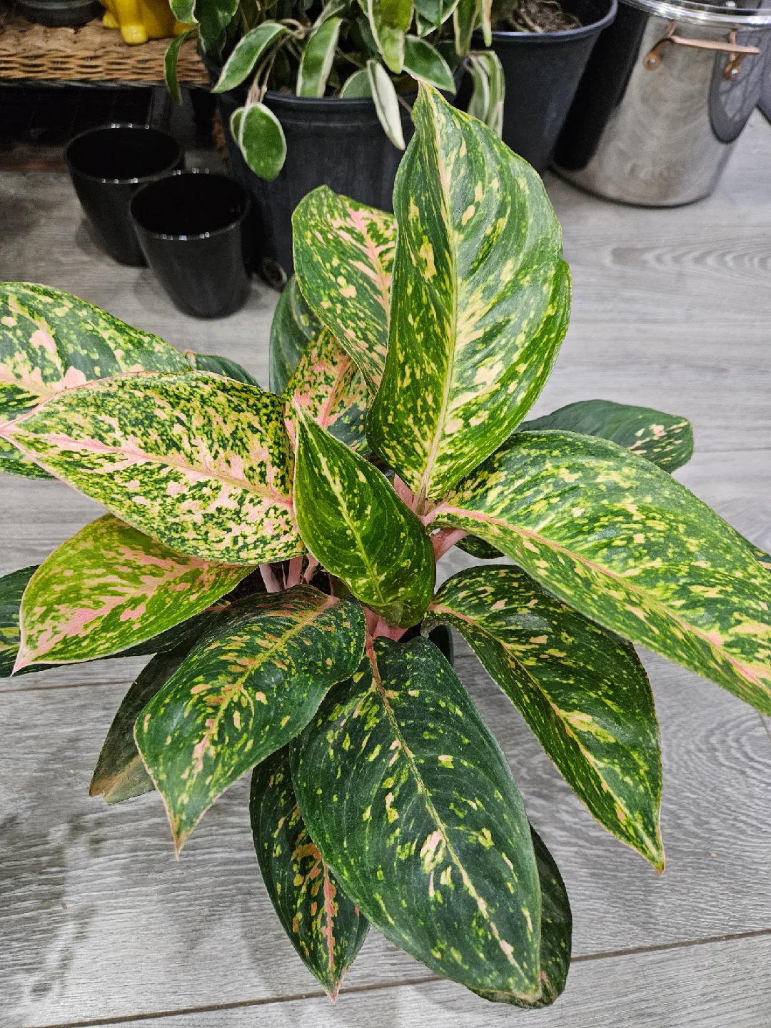 Aglaonema Plant🥕 image indicator(3)