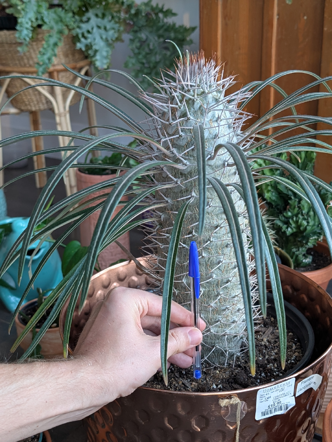Madagascar palm houseplant - photo 2