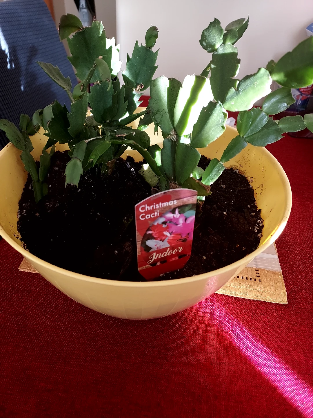 Christmas Cacti Indoor Plant