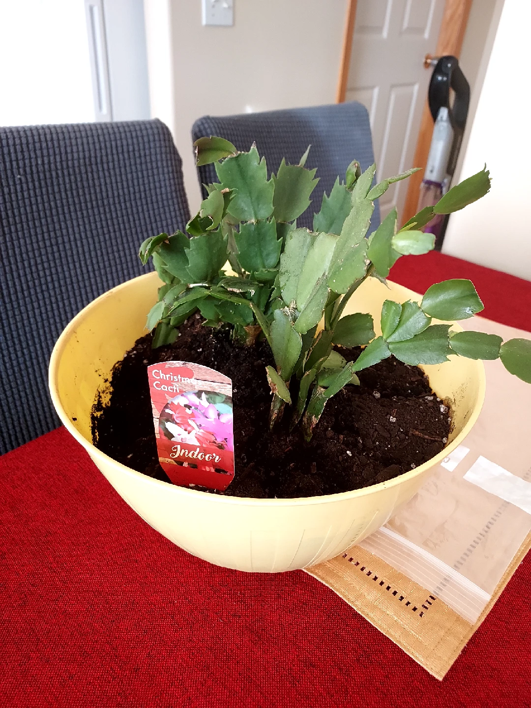 Christmas Cacti Indoor Plant - photo 2