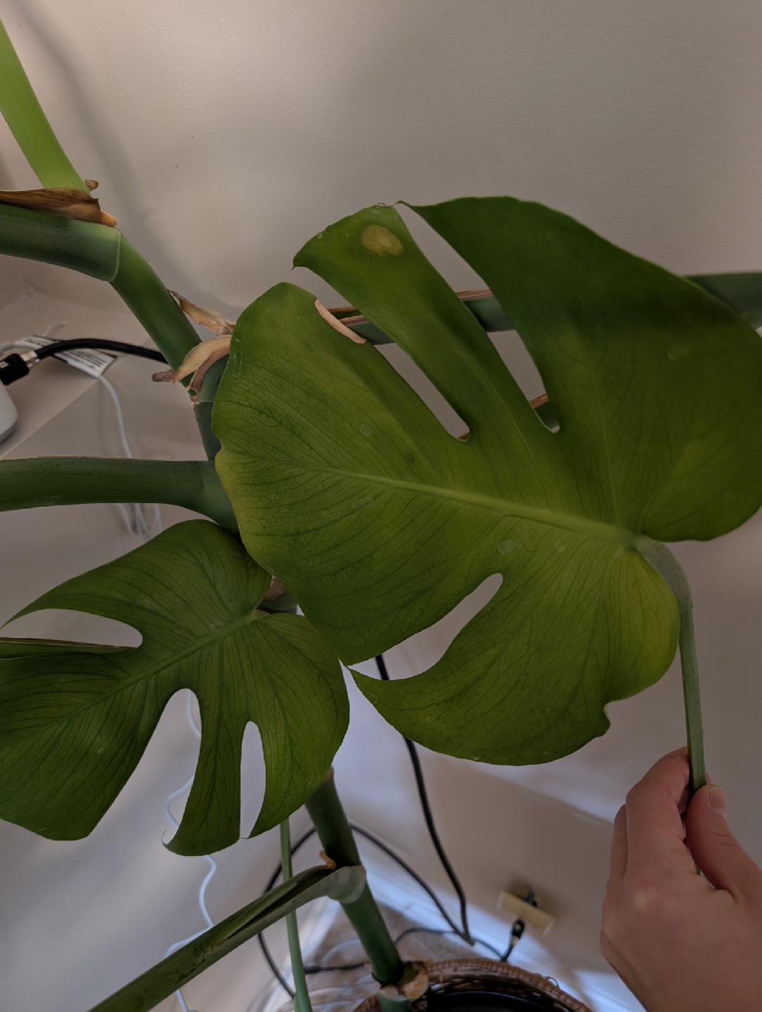 Monstera Deliciosa Plant - photo 3
