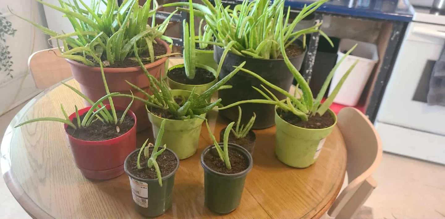 Aloe Vera Plants - ONLY ALOE PLANTS FOR SALE image indicator(2)