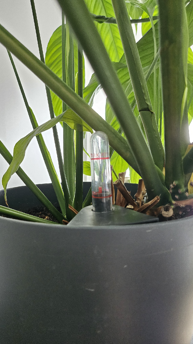 Peace Lily in Lechuza Planter - photo 3