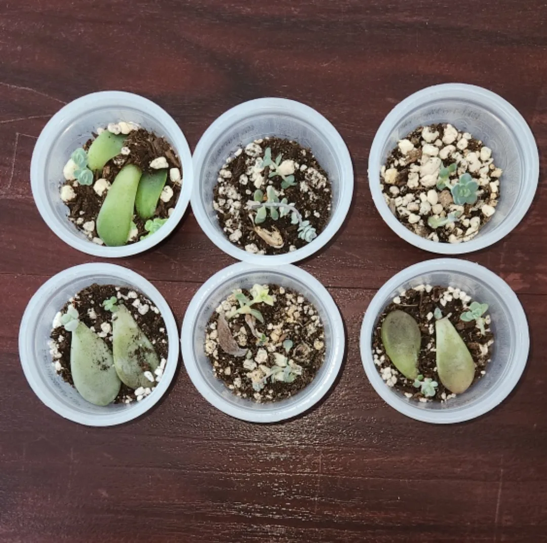 free succulent leaf prop babies 🥕