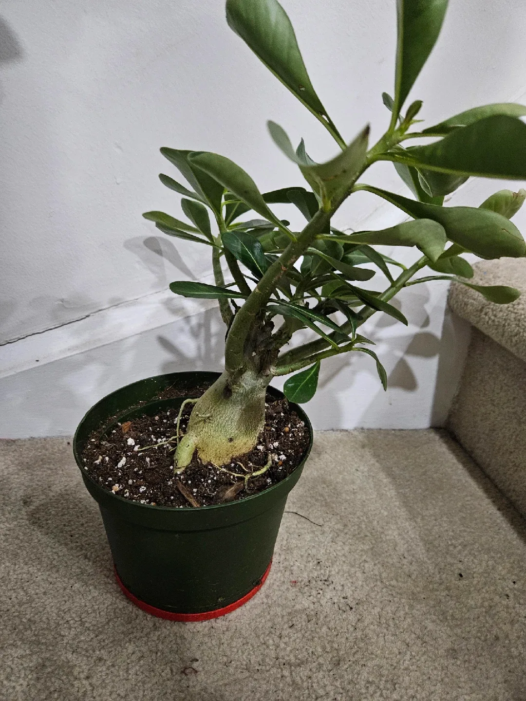 Potted Desert Rose Plant image indicator(2)