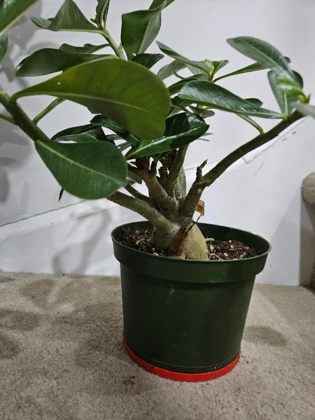 Potted Desert Rose Plant image indicator(4)