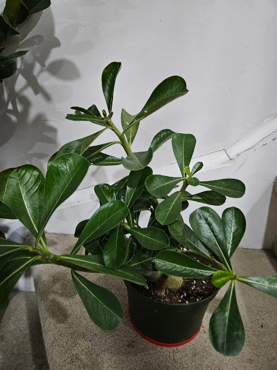 Potted Desert Rose Plant image indicator(5)