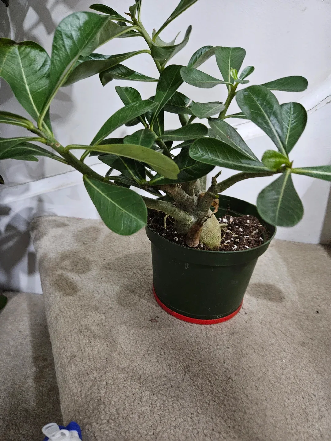 Potted Desert Rose Plant image indicator(6)