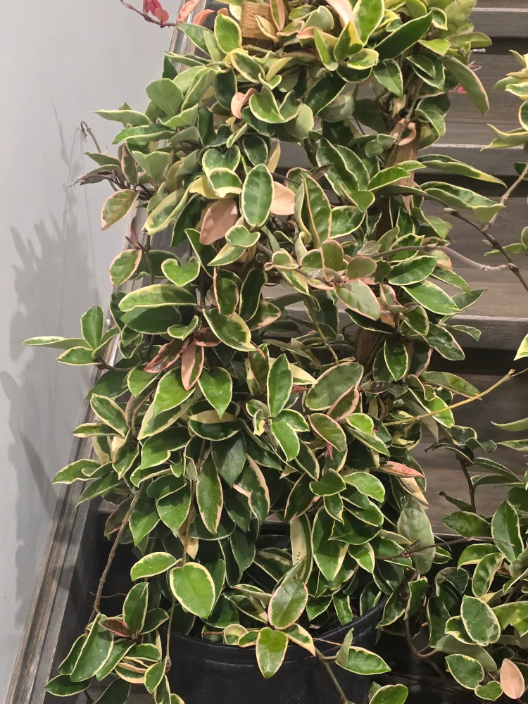 Hoya Tricolor Plant 10"pot totem pole thumbnail