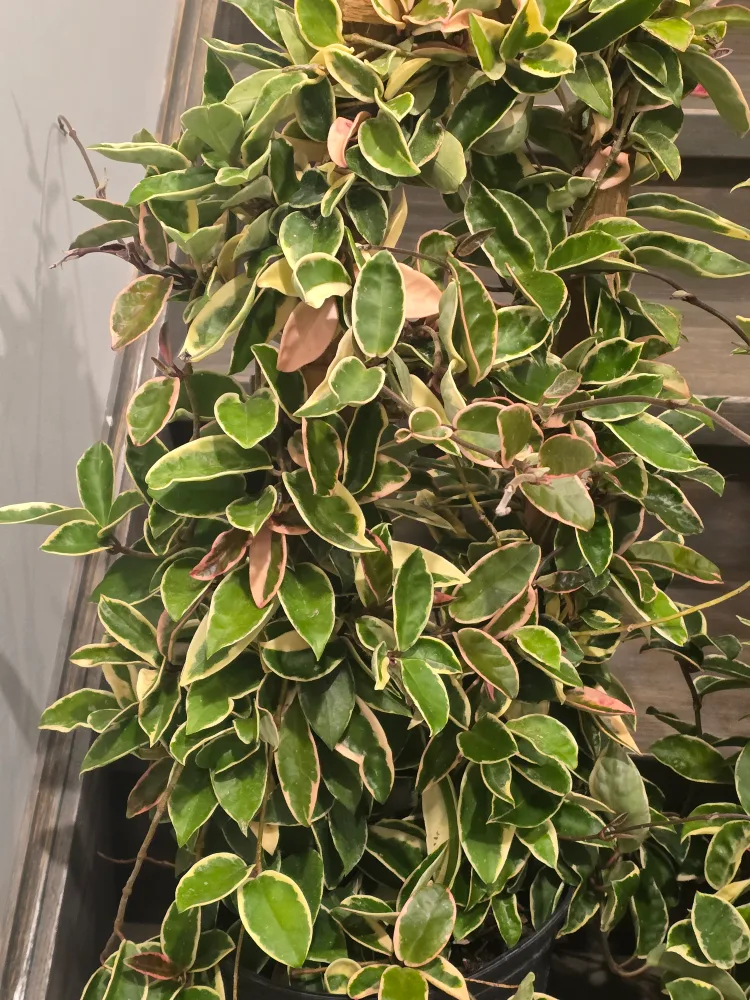 Hoya Tricolor Plant 10"pot totem pole image indicator(2)