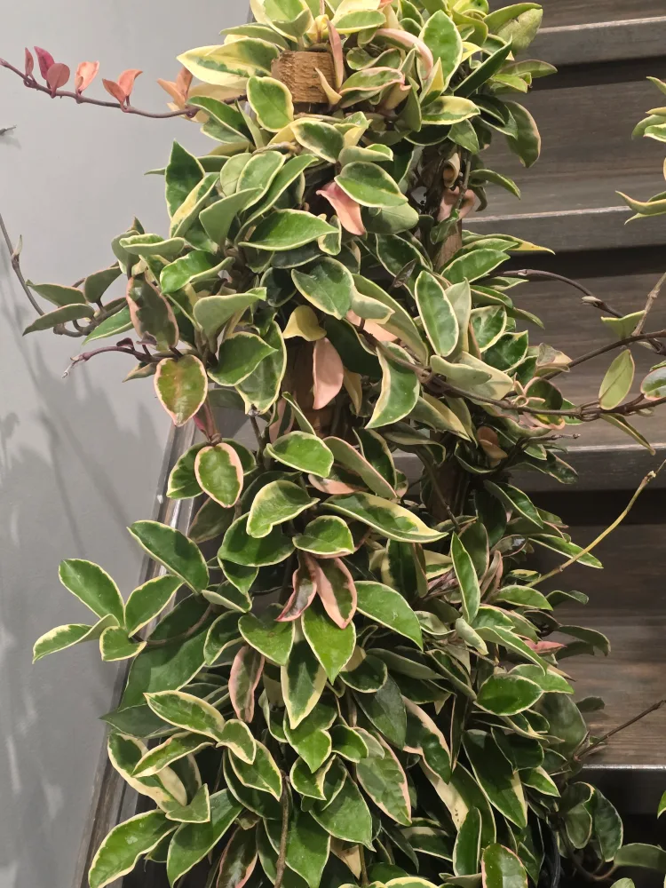 Hoya Tricolor Plant 10"pot totem pole image indicator(3)