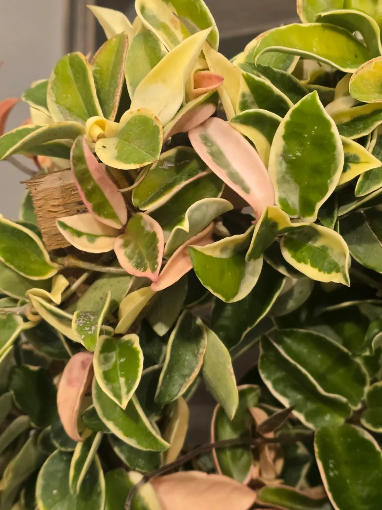 Hoya Tricolor Plant 10"pot totem pole image indicator(4)