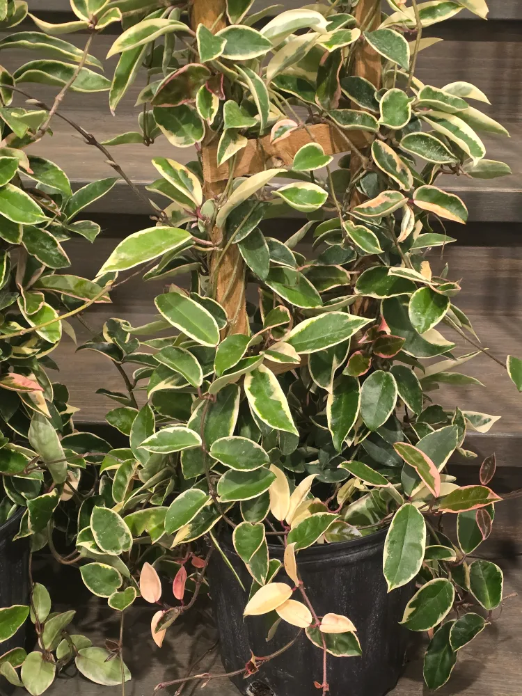 Hoya Tricolor Plant 10"pot totem pole image indicator(5)