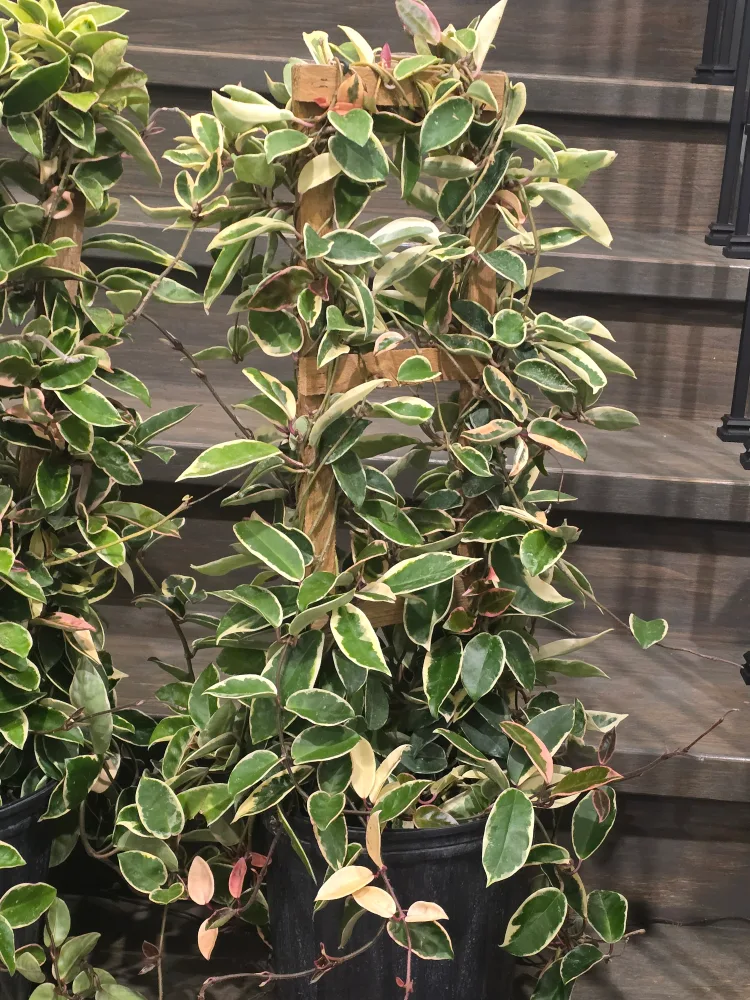 Hoya Tricolor Plant 10"pot totem pole image indicator(6)