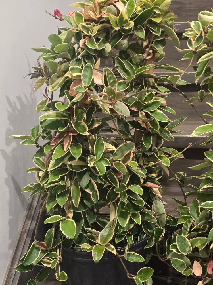 Hoya Tricolor Plant 10"pot totem pole image indicator(7)