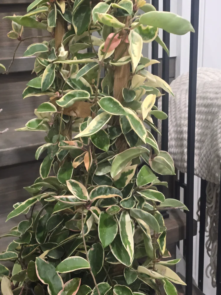 Hoya Tricolor Plant 10"pot totem pole image indicator(8)