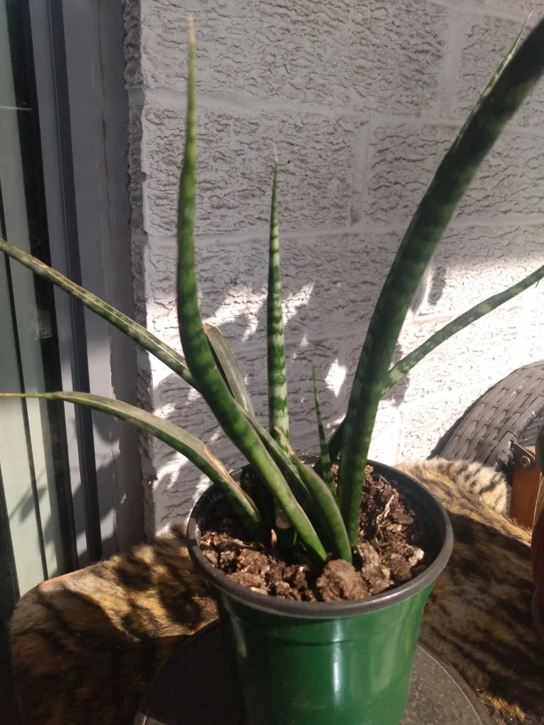 Sansevieria Mikado image indicator(2)