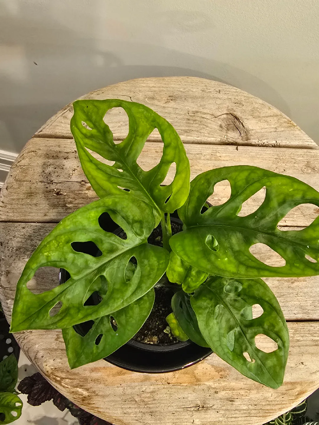 Monstera Adansonii Plant image indicator(2)