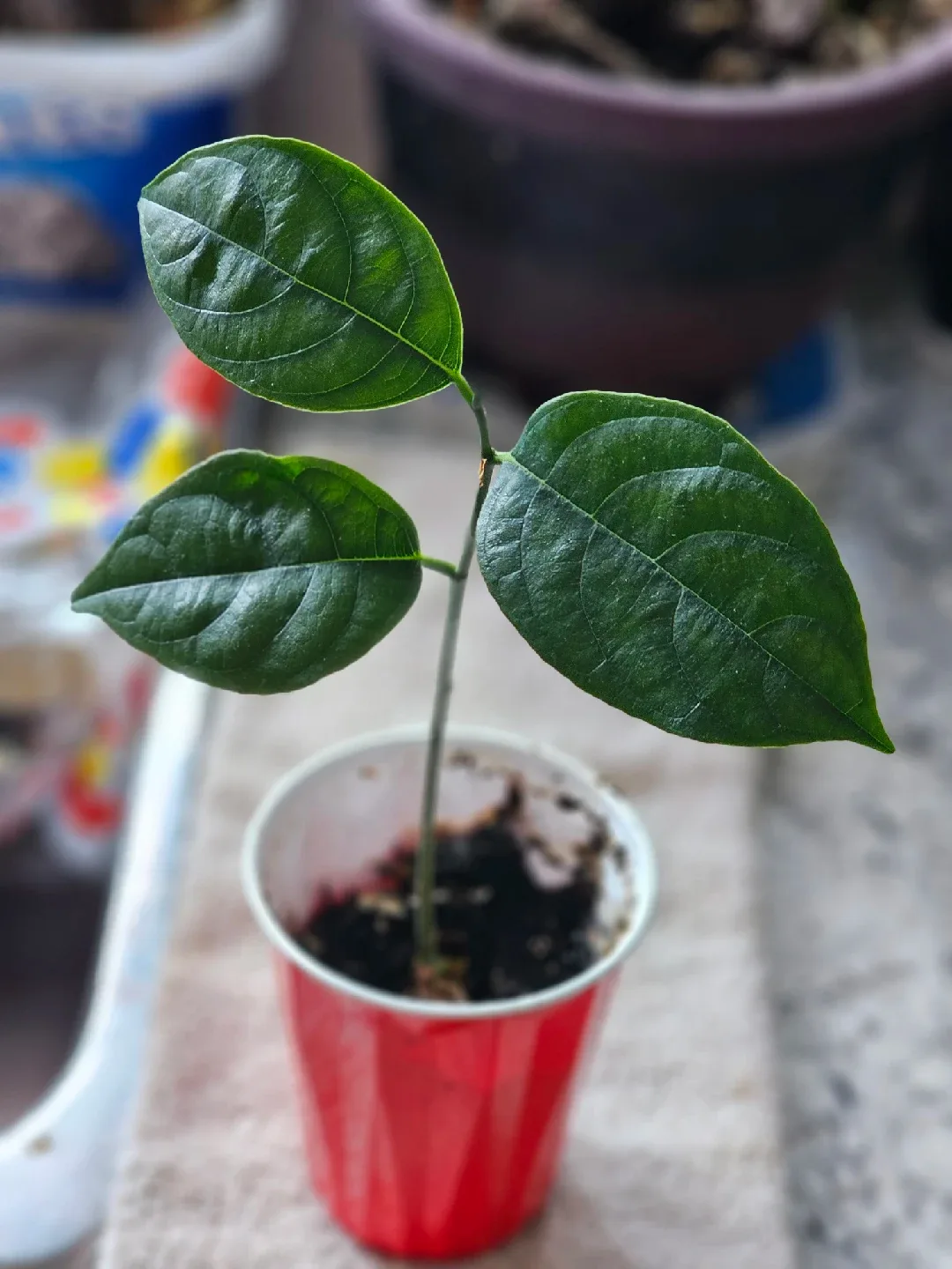 Jackfruit Plant Seedling