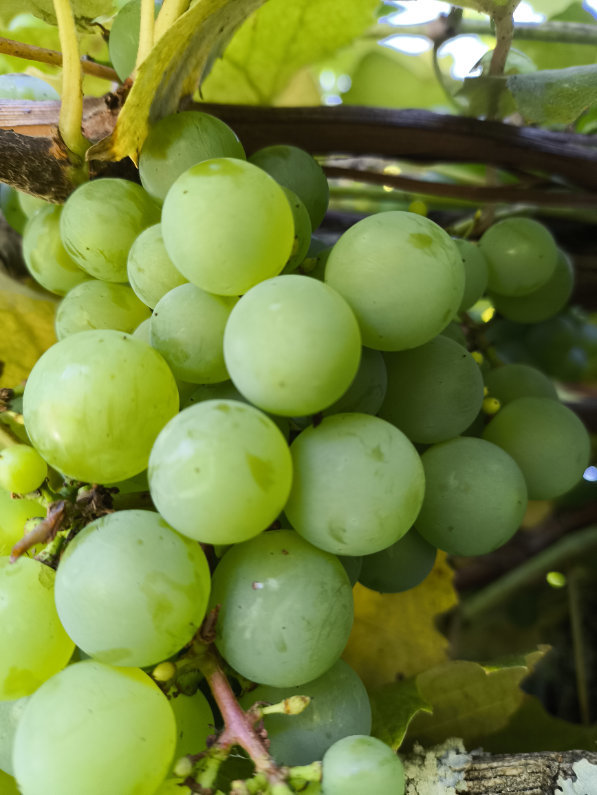 Organic grapes for trade/sale 3 pounds for $10, White Rock.