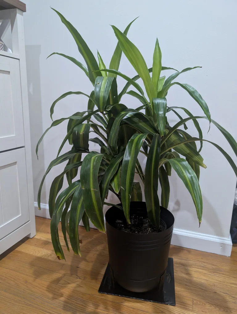 38" tall large Corn Plant (Dracaena Fragrans) with new planter thumbnail