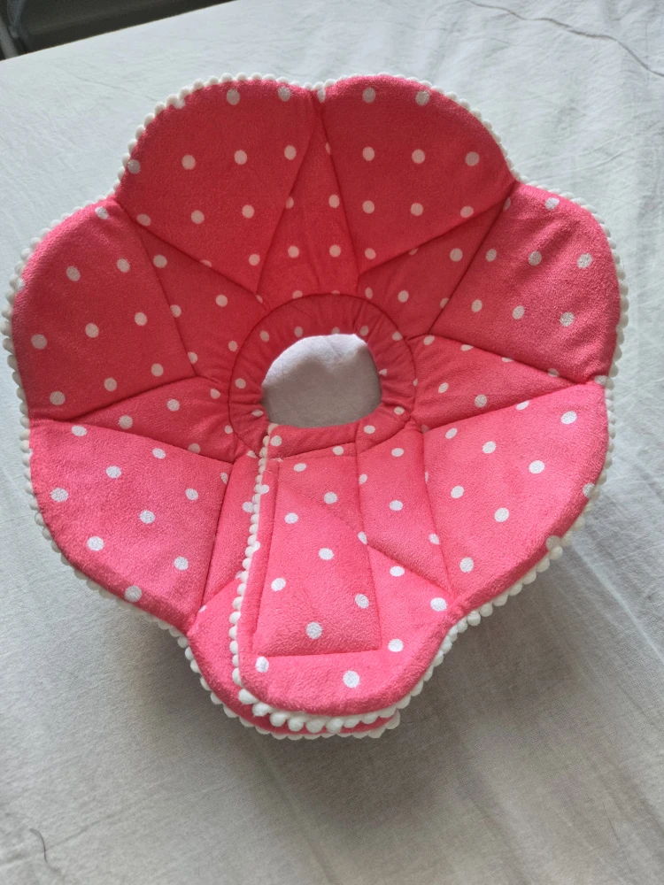 Pet cat dog recovery cone