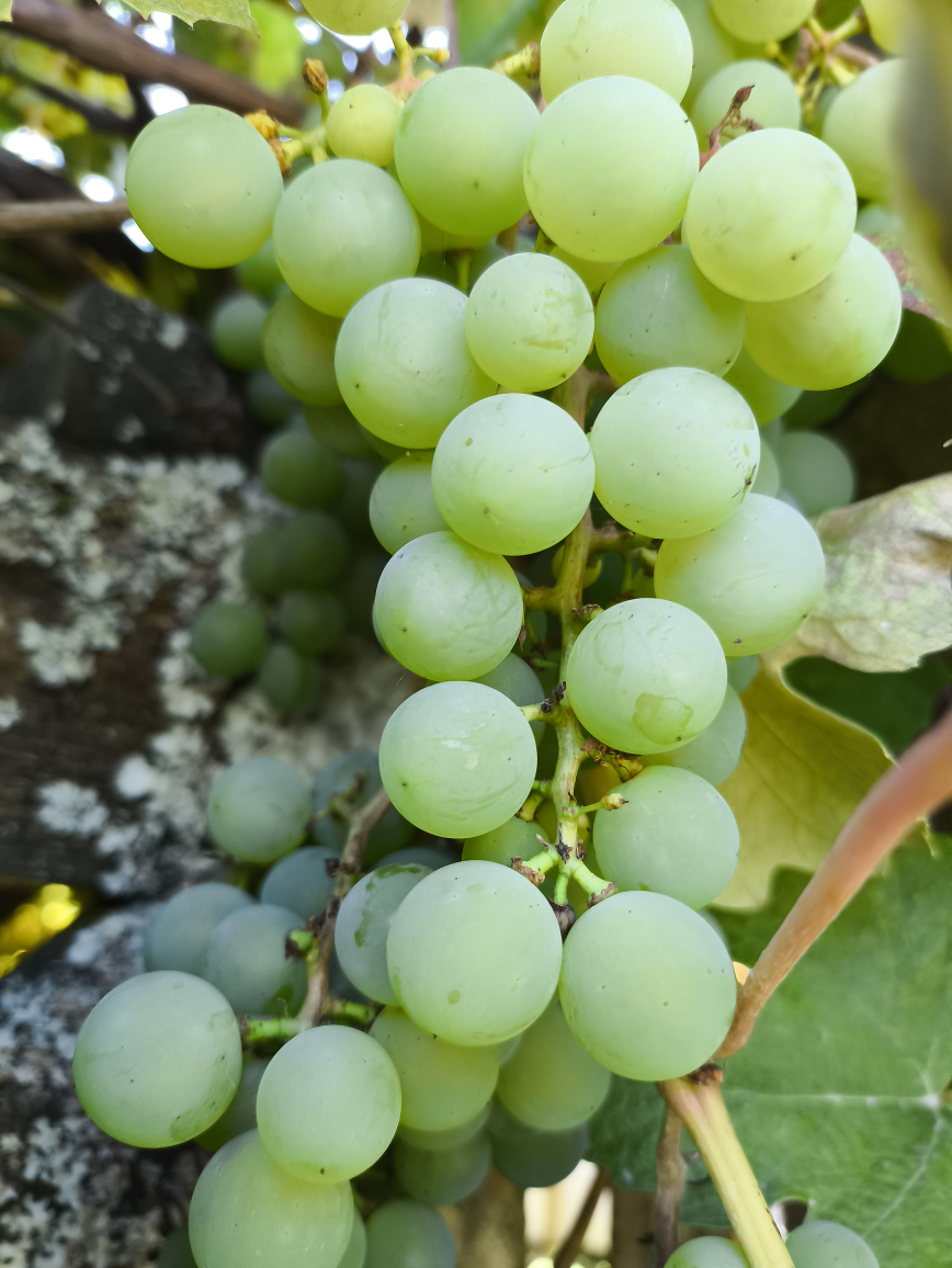 Organic grapes for trade/sale 3 pounds for $10, White Rock. - photo 2