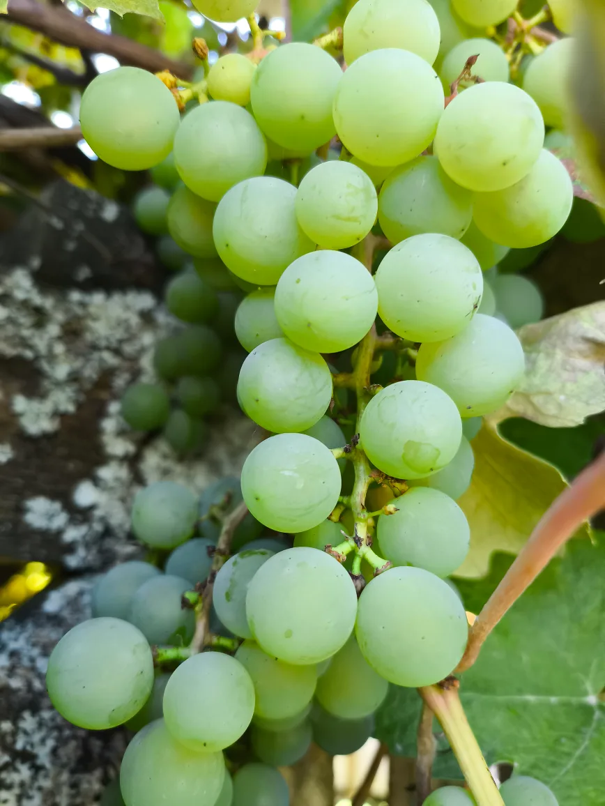 Organic grapes for trade/sale 3 pounds for $10, White Rock. image indicator(2)