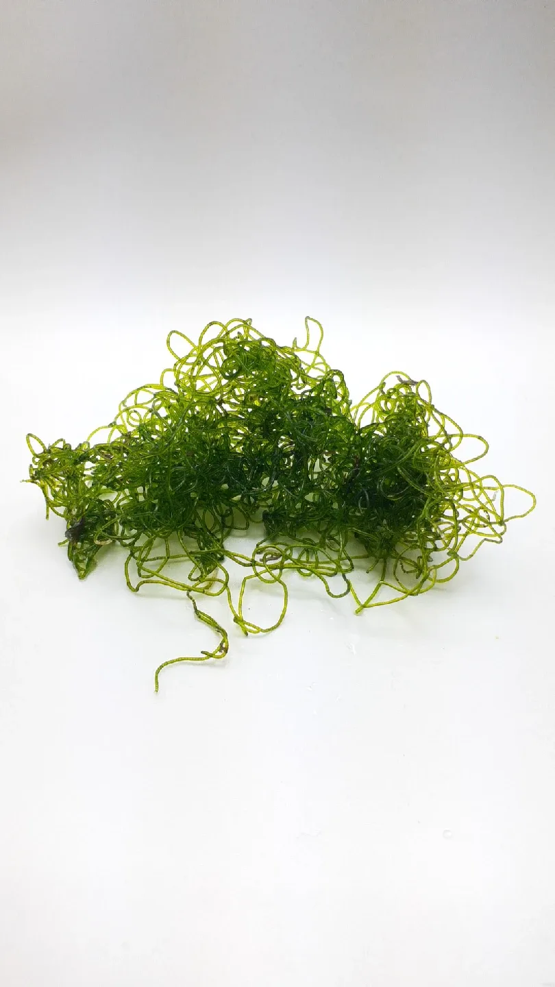 Chaetomorpha macroalgae image indicator(2)