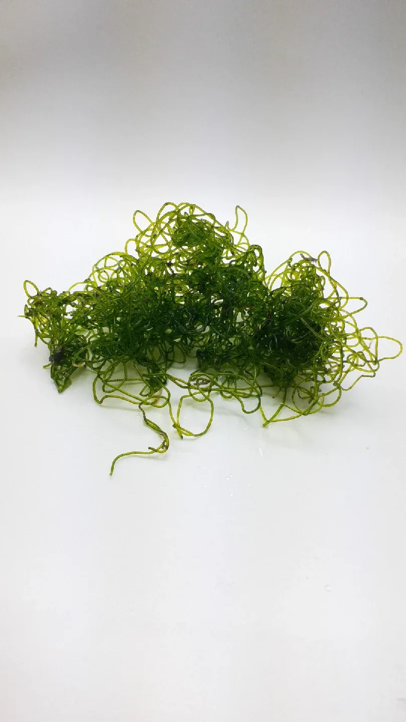 Chaetomorpha macroalgae image indicator(3)