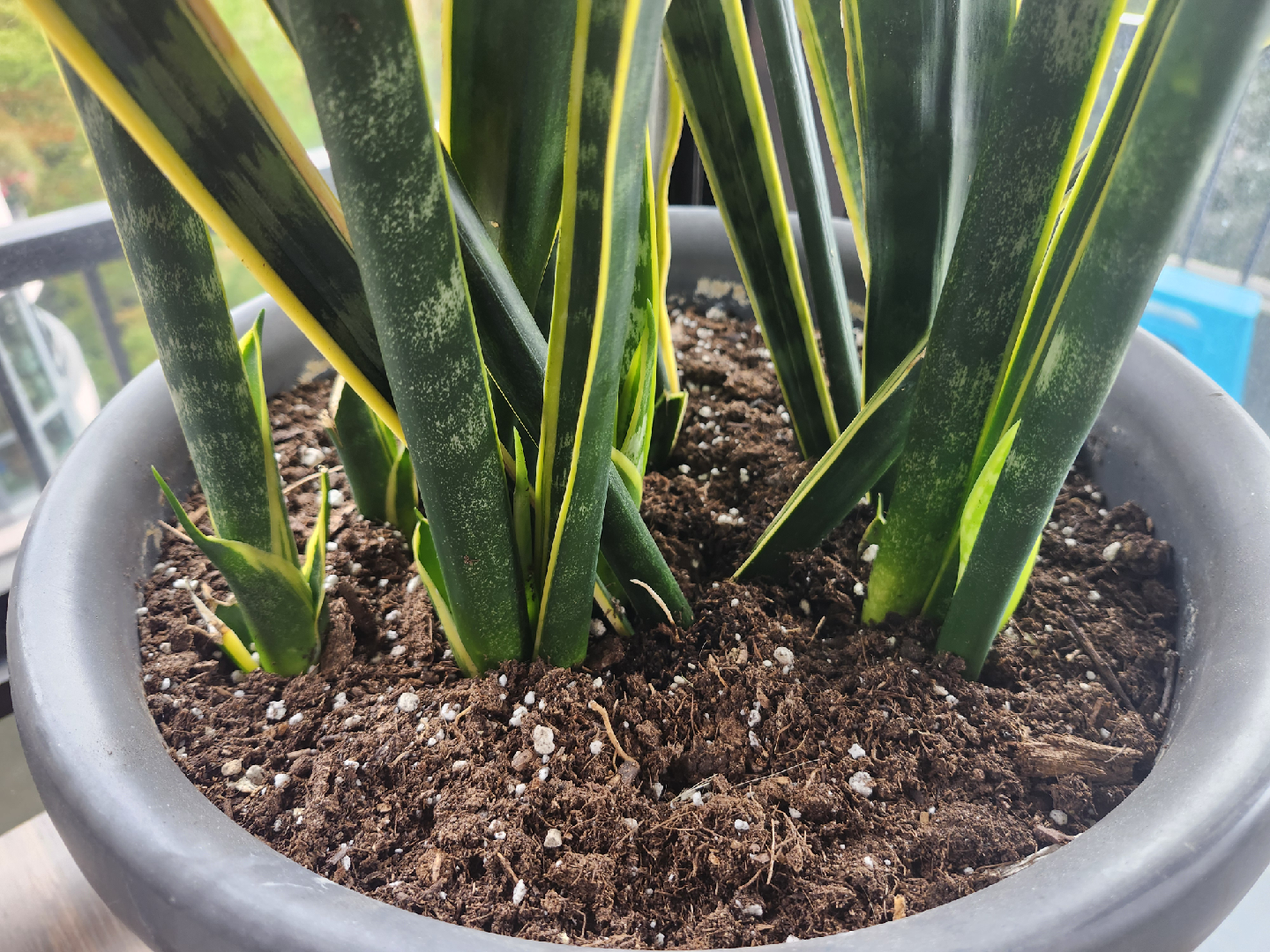 Large Snake Plant - photo 2