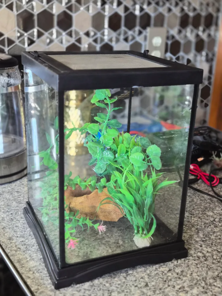 3 Gallon Fish Tank with accessories image indicator(2)