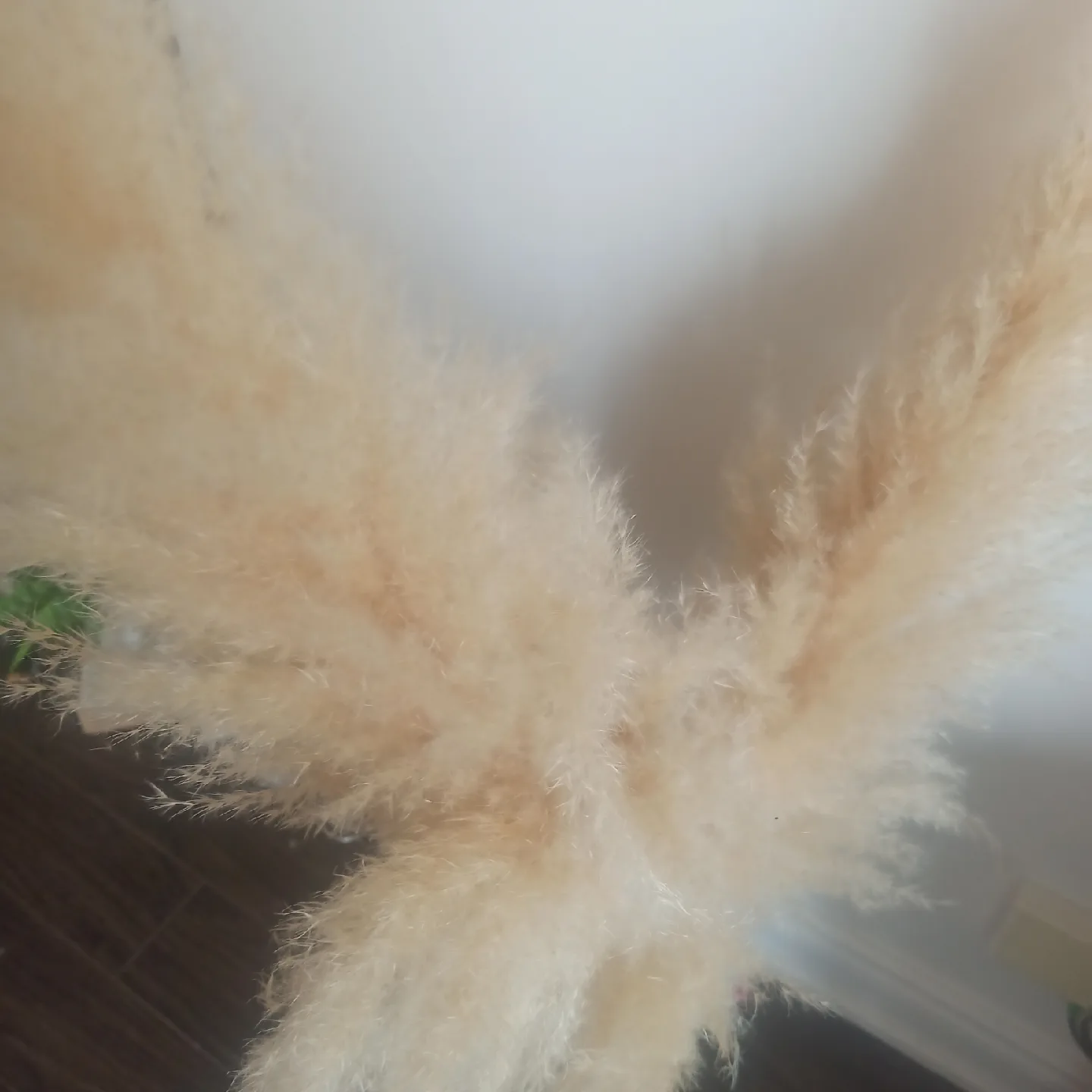 papas grass image indicator(4)