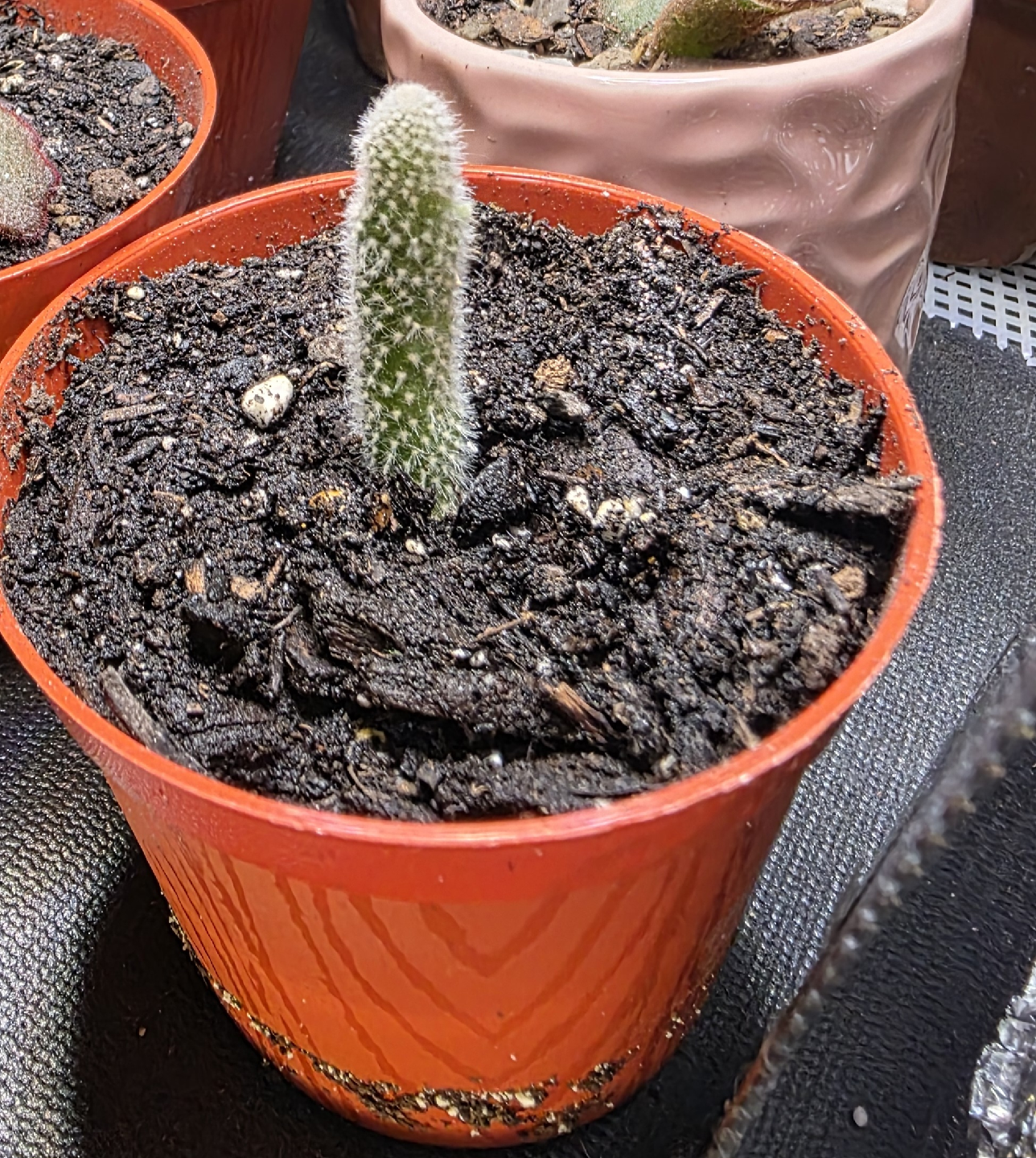 bunny ear Cactus Plant