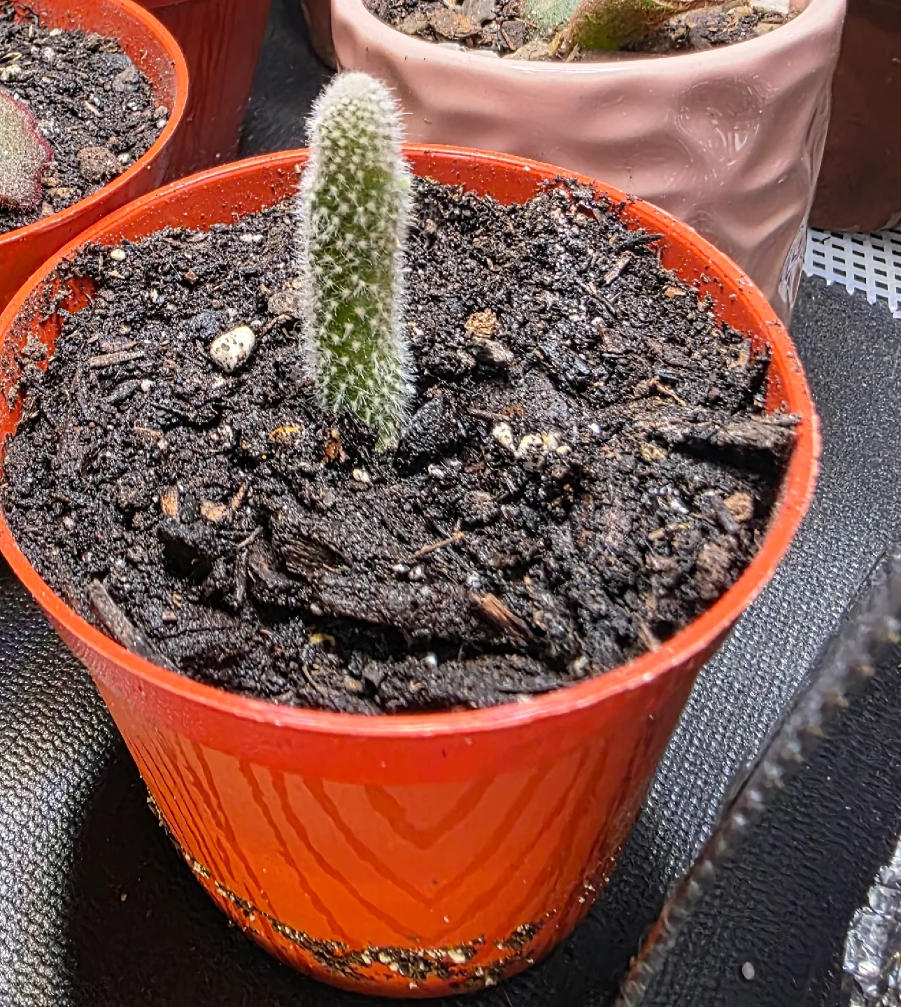 bunny ear Cactus Plant thumbnail
