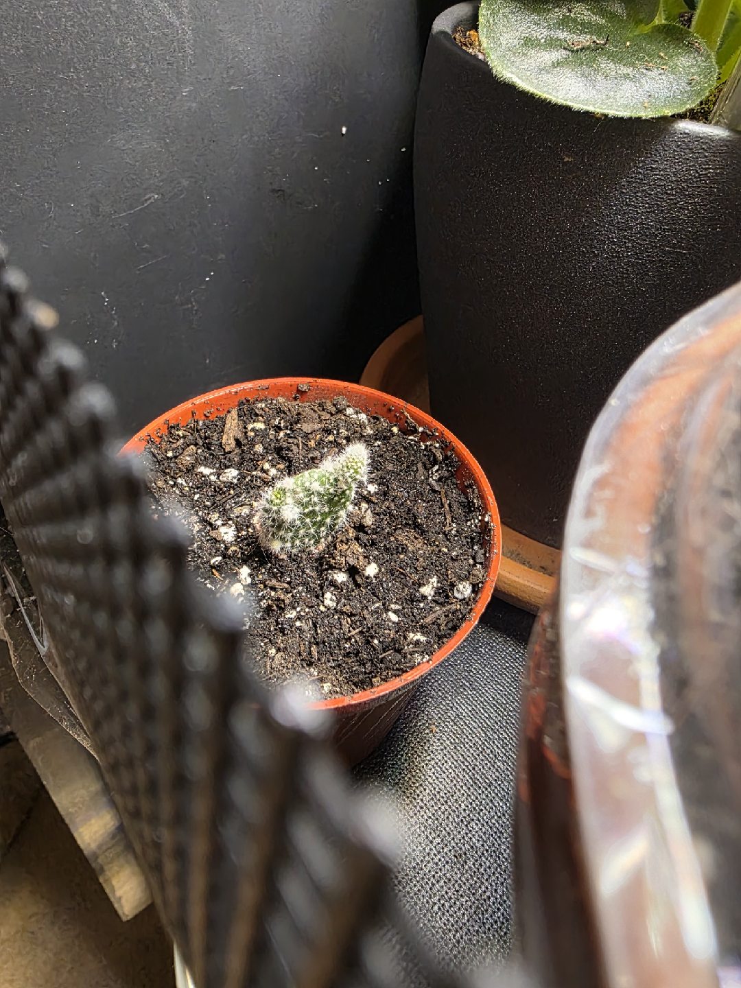 bunny ear Cactus Plant - photo 2