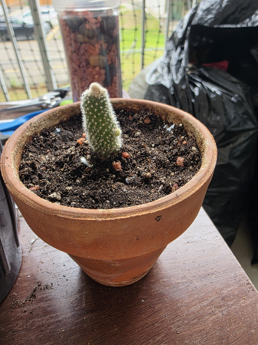 bunny ear Cactus Plant - photo 3