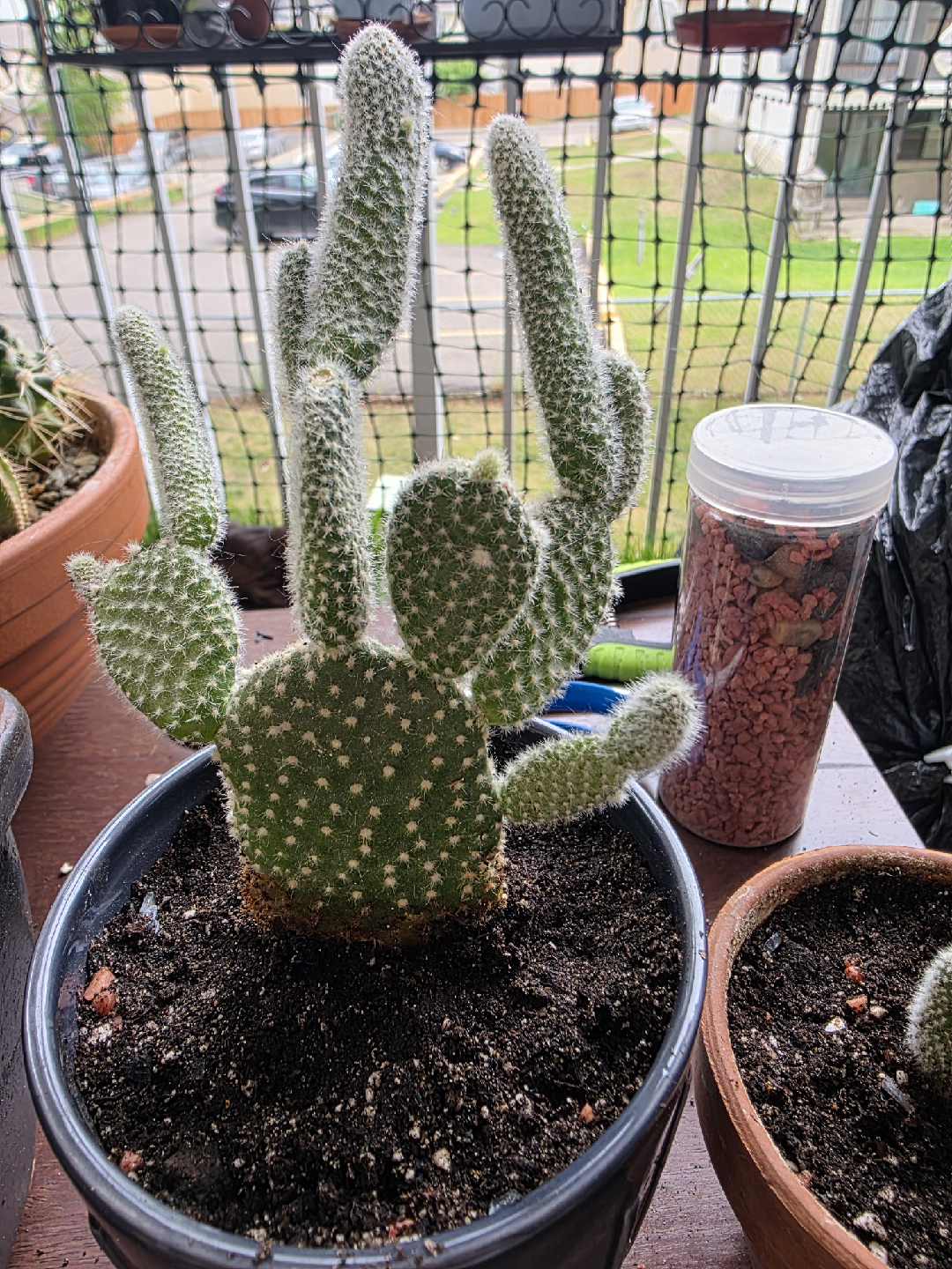 bunny ear Cactus Plant - photo 4
